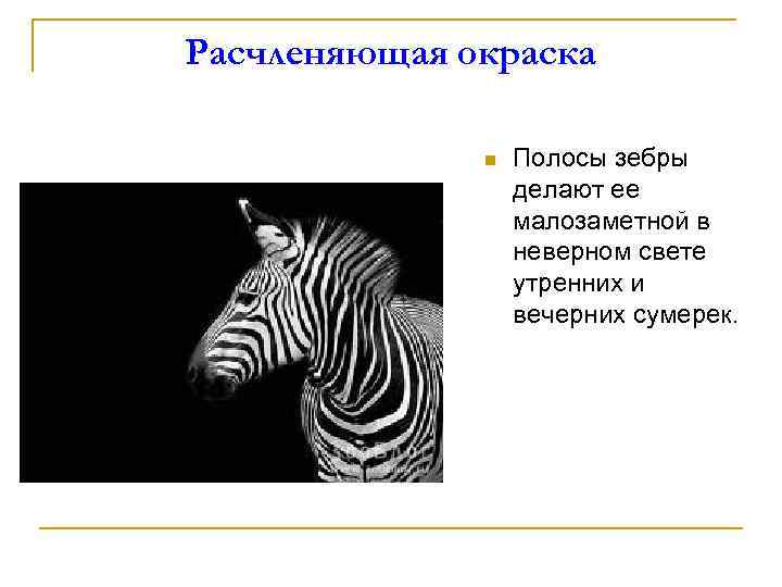 Расчленяющая окраска n Полосы зебры делают ее малозаметной в неверном свете утренних и вечерних