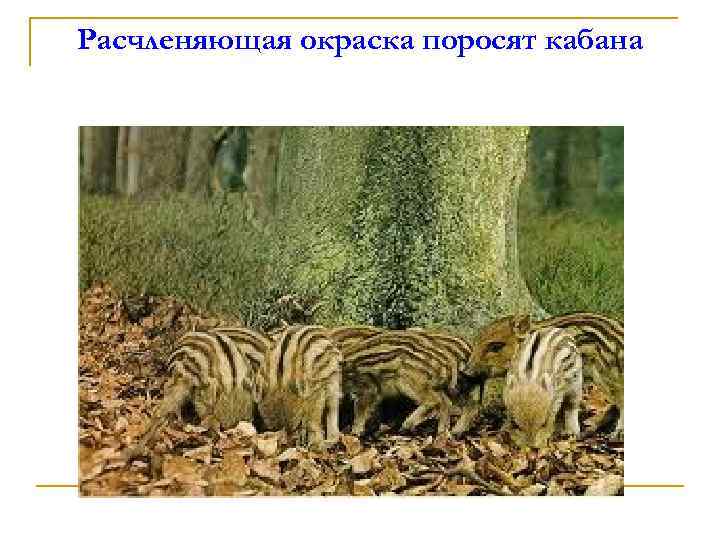 Расчленяющая окраска поросят кабана 