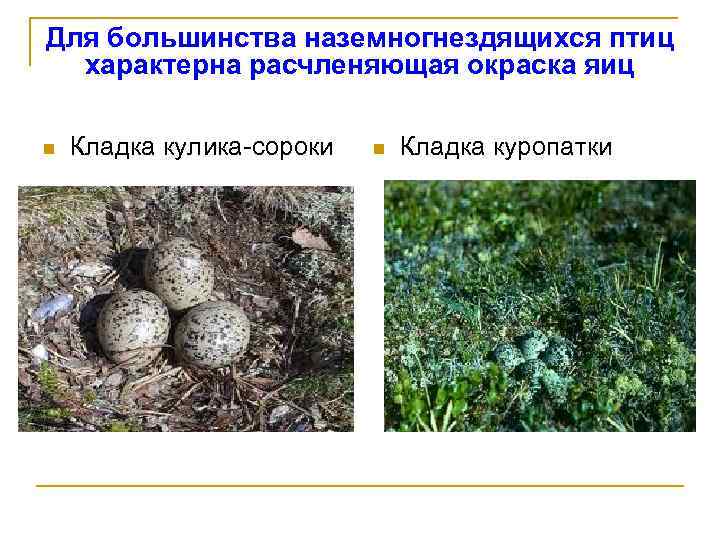 Для большинства наземногнездящихся птиц характерна расчленяющая окраска яиц n Кладка кулика-сороки n Кладка куропатки