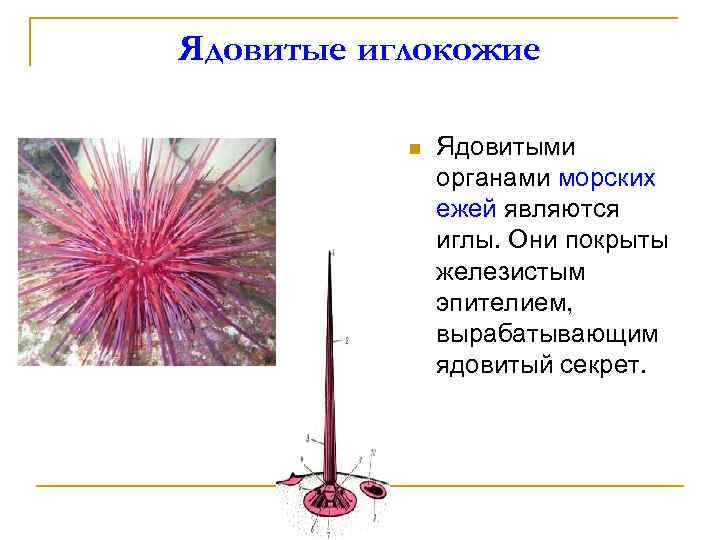 Ядовитые иглокожие n Ядовитыми органами морских ежей являются иглы. Они покрыты железистым эпителием, вырабатывающим