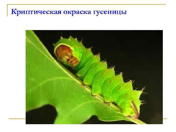 Криптическая окраска гусеницы 