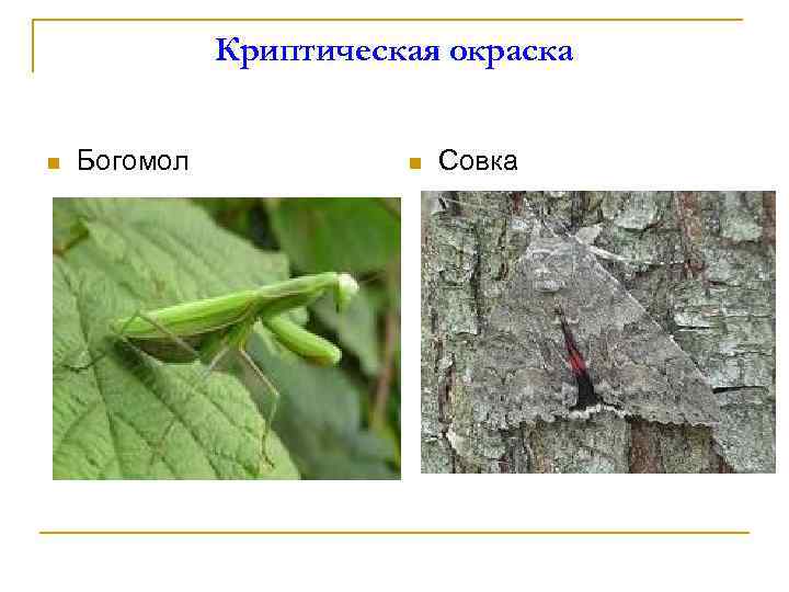 Объясните руководствуясь этой схемой образование зеленой покровительственной окраски у предков