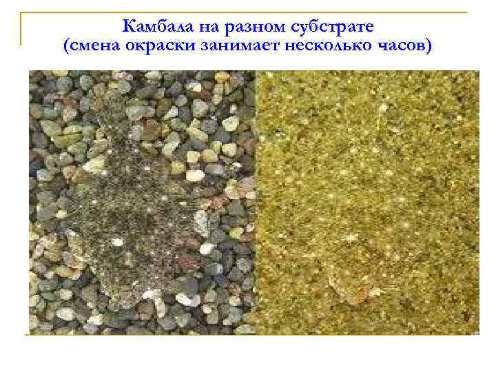 Камбала на разном субстрате (смена окраски занимает несколько часов) 