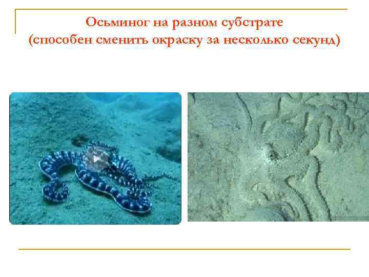Осьминог на разном субстрате (способен сменить окраску за несколько секунд) 