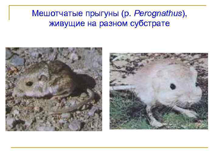 Мешотчатые прыгуны (р. Perognathus), живущие на разном субстрате 