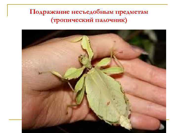 Подражание несъедобным предметам (тропический палочник) 