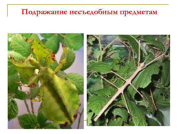 Подражание несъедобным предметам 