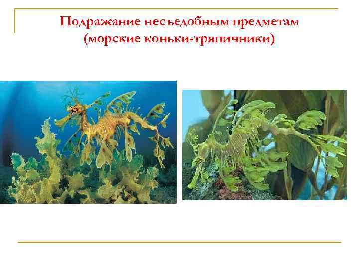 Подражание несъедобным предметам (морские коньки-тряпичники) 