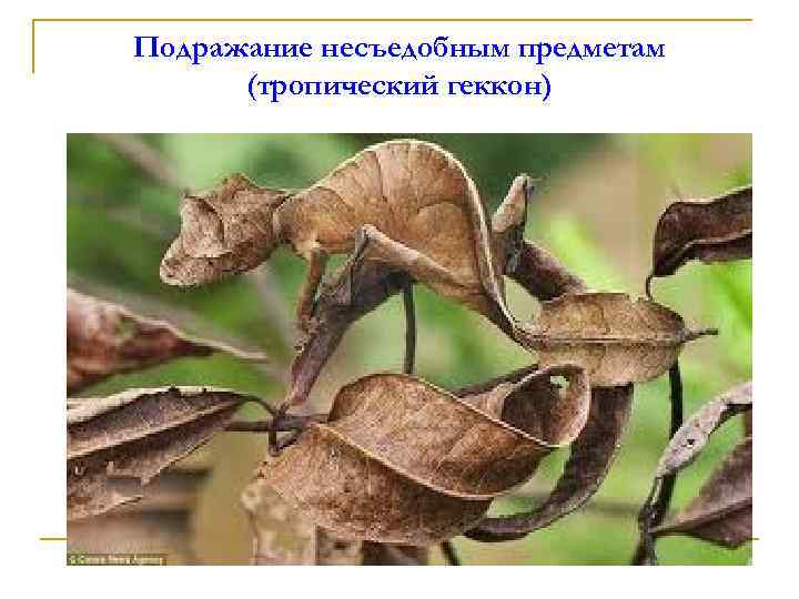 Подражание несъедобным предметам (тропический геккон) 