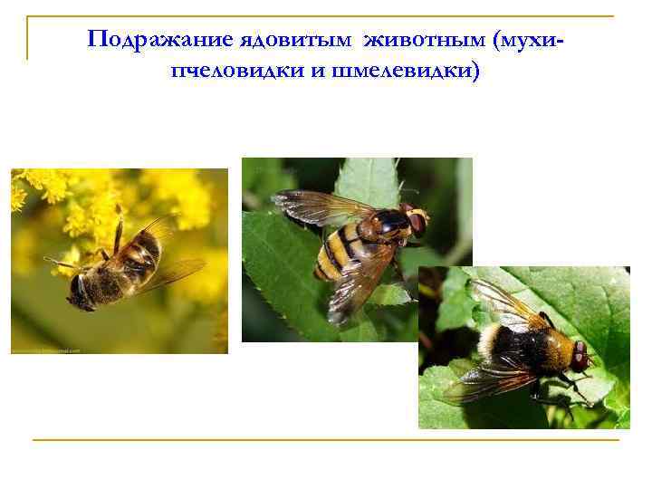 Подражание ядовитым животным (мухипчеловидки и шмелевидки) 