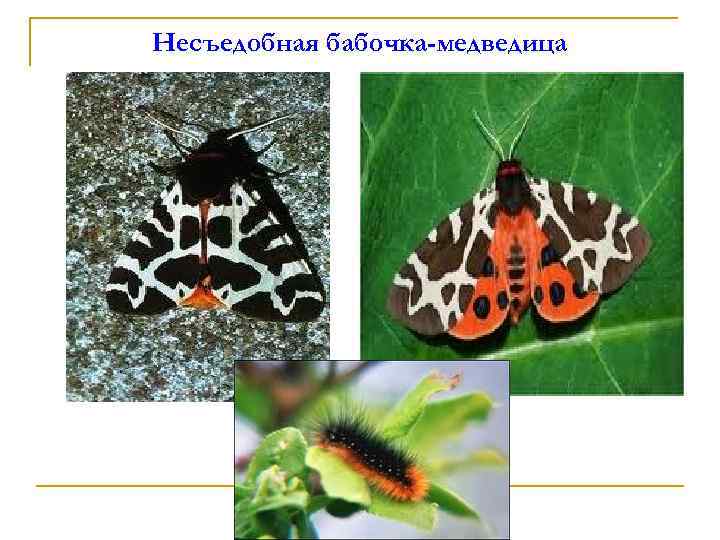 Несъедобная бабочка-медведица 