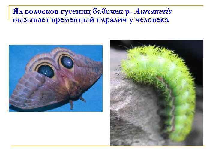 Яд волосков гусениц бабочек р. Automeris вызывает временный паралич у человека 