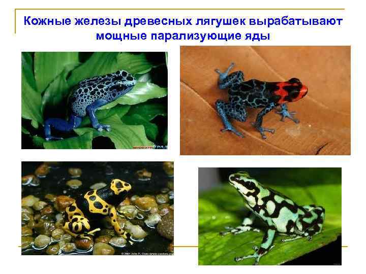 Кожные железы древесных лягушек вырабатывают мощные парализующие яды 