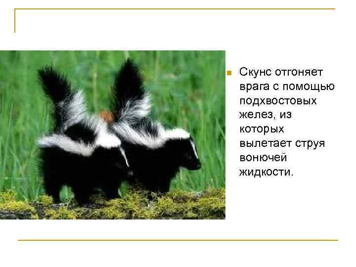 n Скунс отгоняет врага с помощью подхвостовых желез, из которых вылетает струя вонючей жидкости.