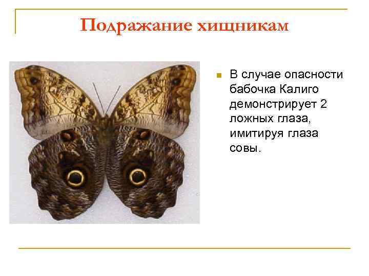 Подражание хищникам n В случае опасности бабочка Калиго демонстрирует 2 ложных глаза, имитируя глаза