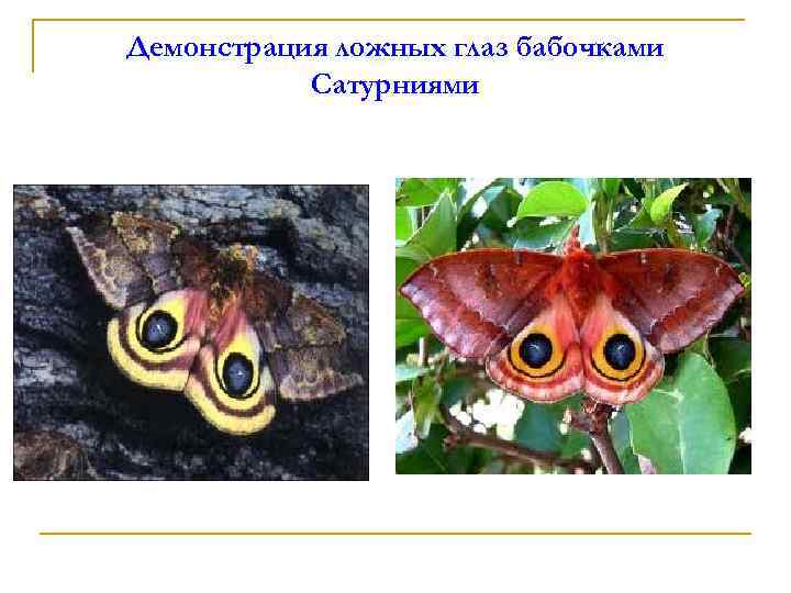 Демонстрация ложных глаз бабочками Сатурниями 