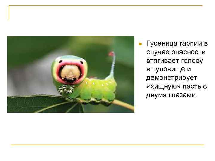n Гусеница гарпии в случае опасности втягивает голову в туловище и демонстрирует «хищную» пасть