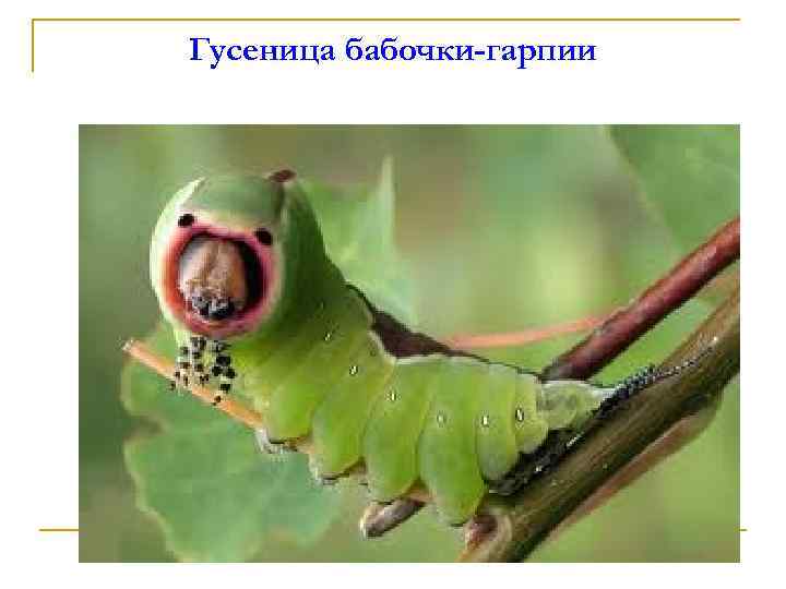 Гусеница бабочки-гарпии 
