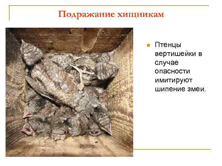 Подражание хищникам n Птенцы вертишейки в случае опасности имитируют шипение змеи. 