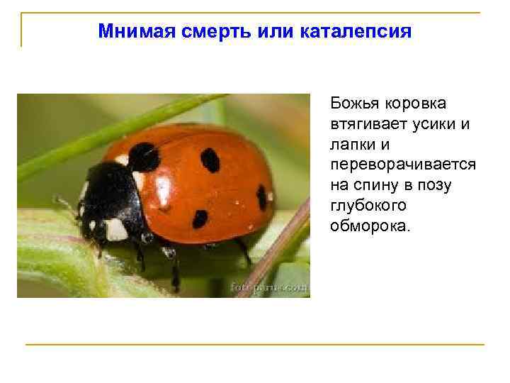 Мнимая смерть или каталепсия Божья коровка втягивает усики и лапки и переворачивается на спину