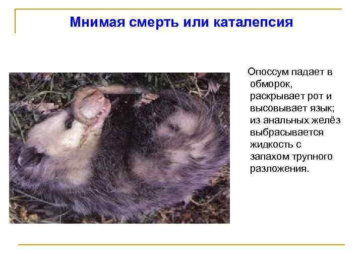 Мнимая смерть или каталепсия Опоссум падает в обморок, раскрывает рот и высовывает язык; из