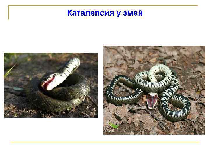 Каталепсия у змей 