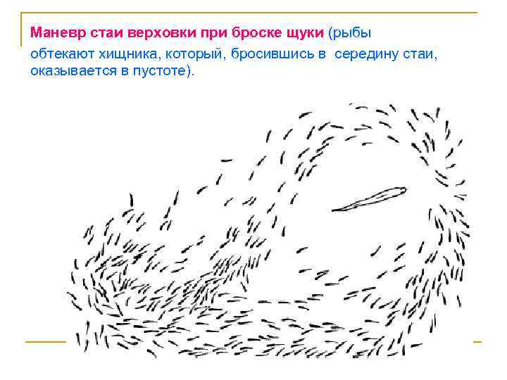 Маневр стаи верховки при броске щуки (рыбы обтекают хищника, который, бросившись в середину стаи,