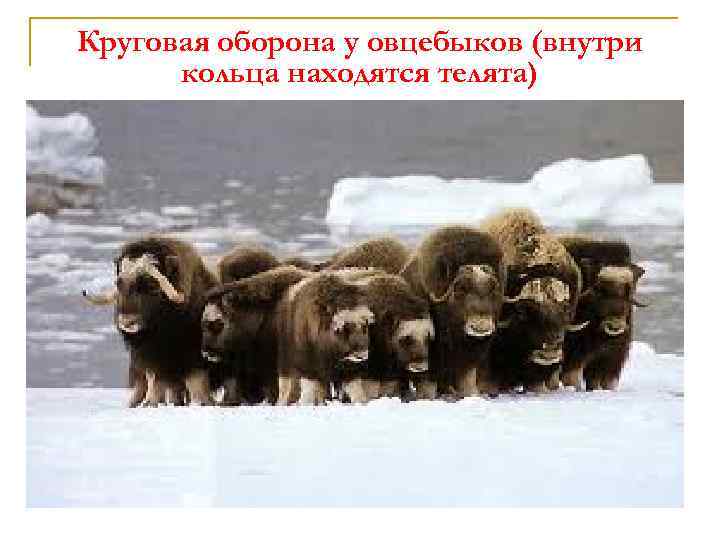 Круговая оборона у овцебыков (внутри кольца находятся телята) 