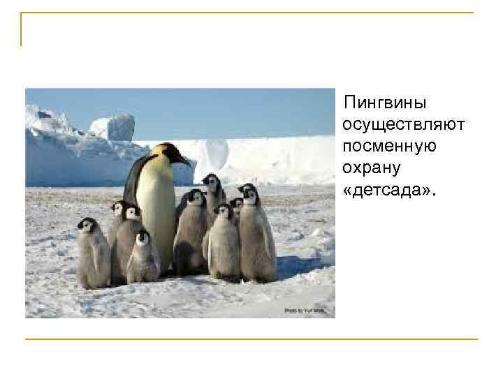 Пингвины осуществляют посменную охрану «детсада» . 