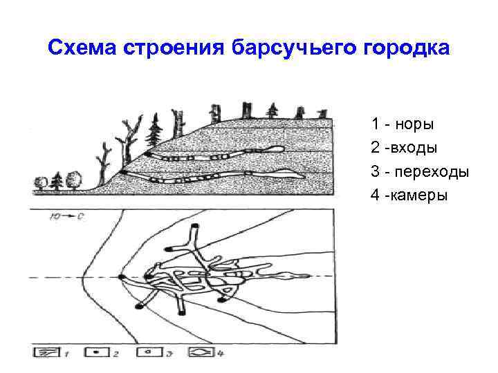 Схема строения барсучьего городка 1 - норы 2 -входы 3 - переходы 4 -камеры