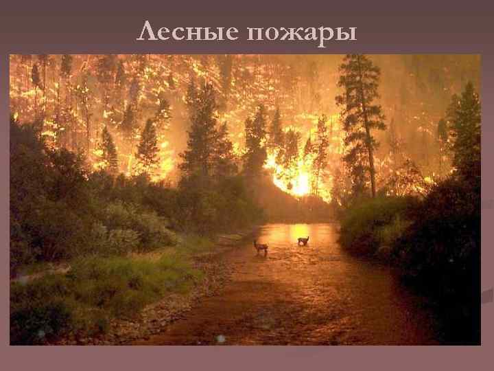 Лесные пожары 