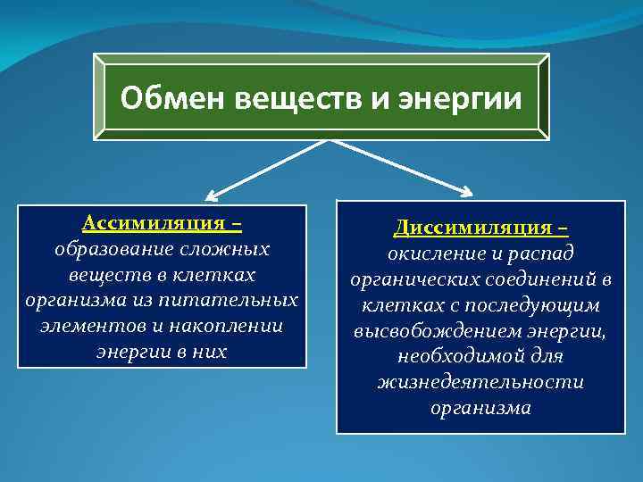 Образование сложных веществ. Ассимиляция образование веществ. Ассимиляция образование в клетках организма. Примером процесса ассимиляции в организме человека является. Ассимиляция это процесс накопления.