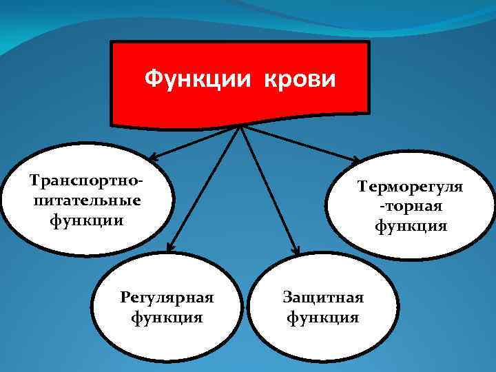 Функции крови Транспортнопитательные функции Регулярная функция Терморегуля -торная функция Защитная функция 