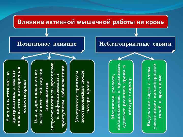 Выделение воды с потом увеличивает концентрацию солей в организме Позитивное влияние Молочная кислота, накапливаемая