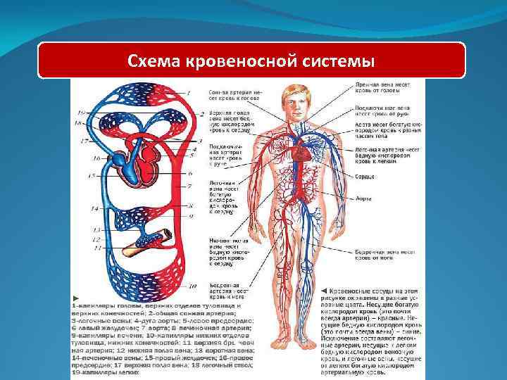 Укажите название органа кровеносной системы человека