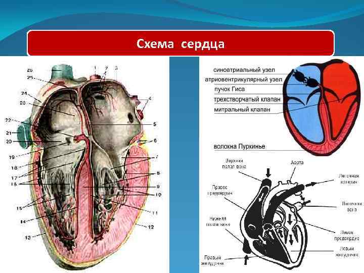 Схема сердца с надписью