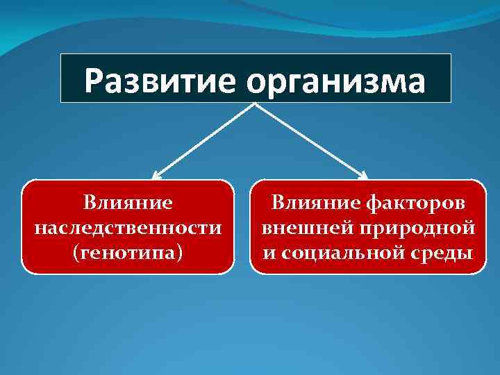 Развитие организма Влияние наследственности (генотипа) Влияние факторов внешней природной и социальной среды 