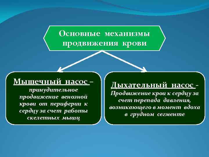 Основные механизмы продвижения крови Мышечный насос – принудительное продвижение венозной крови от периферии к