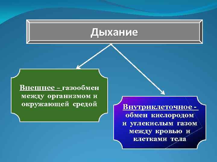 Дыхание Внешнее – газообмен между организмом и окружающей средой Внутриклеточное обмен кислородом и углекислым