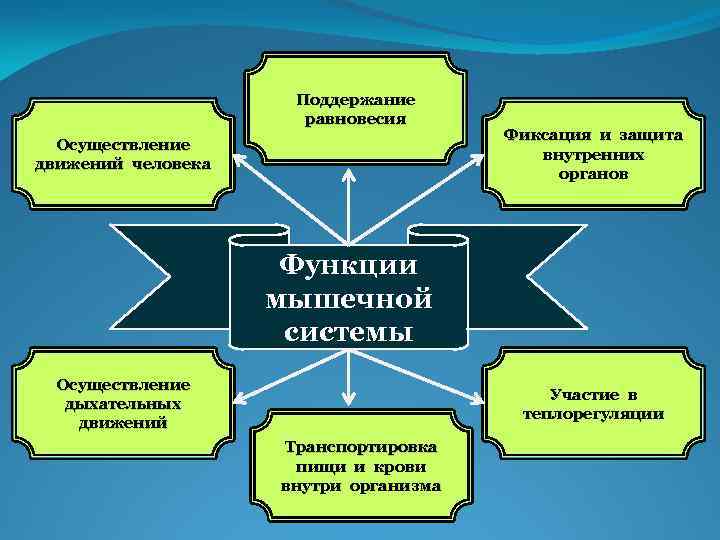 Поддержание равновесия Осуществление движений человека Фиксация и защита внутренних органов Функции мышечной системы Осуществление