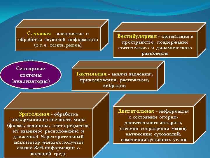 Слуховая - восприятие и обработка звуковой информации (в т. ч. темпа, ритма) Сенсорные системы