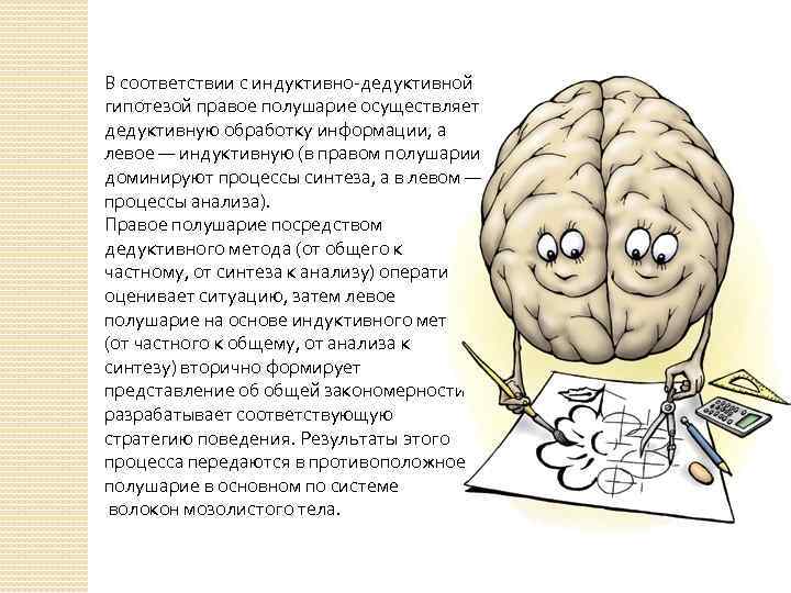 Межполушарная асимметрия. Межполушарные взаимодействия головного мозга. Межполушарная асимметрия правого полушария. Упражнения на взаимодействие полушарий головного мозга.