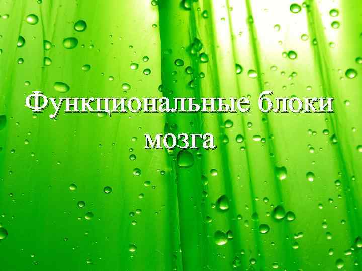 Функциональные блоки мозга 