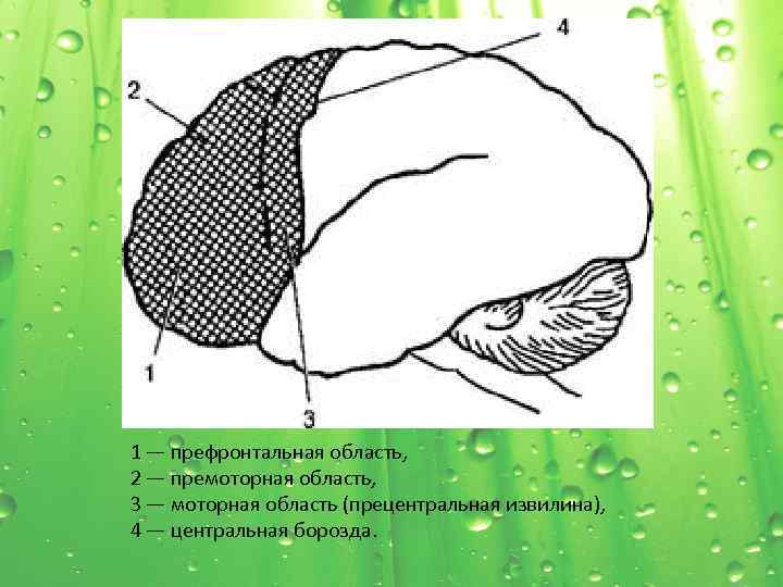 1 — префронтальная область, 2 — премоторная область, 3 — моторная область (прецентральная извилина),