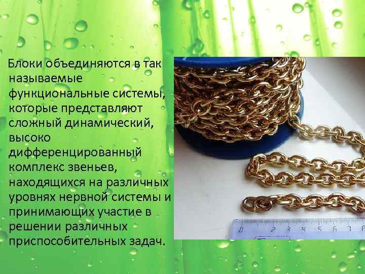  Блоки объединяются в так называемые функциональные системы, которые представляют сложный динамический, высоко дифференцированный