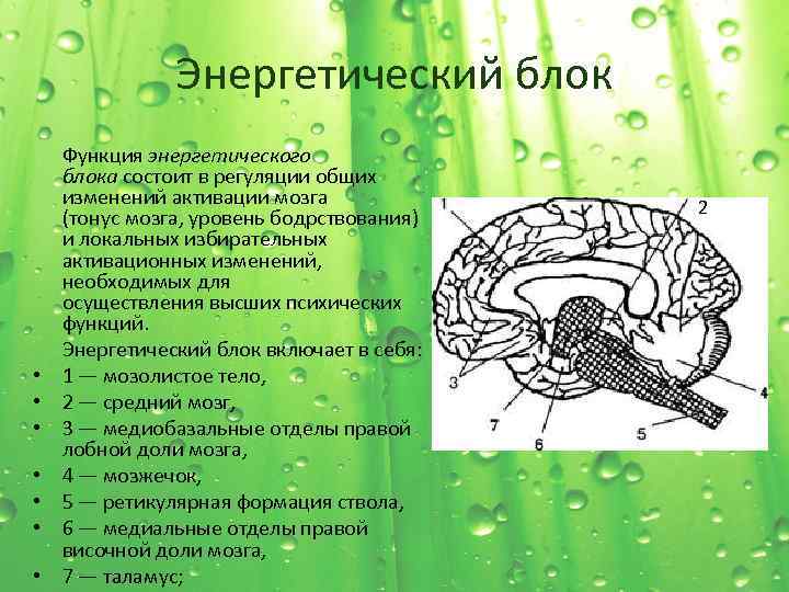 Энергетический блок мозга блок регуляции тонуса и бодрствования презентация