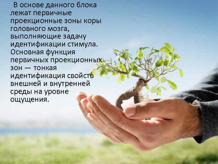  В основе данного блока лежат первичные проекционные зоны коры головного мозга, выполняющие задачу