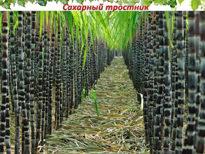 Сахарный тростник 