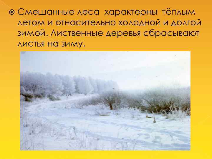  Смешанные леса характерны тёплым летом и относительно холодной и долгой зимой. Лиственные деревья