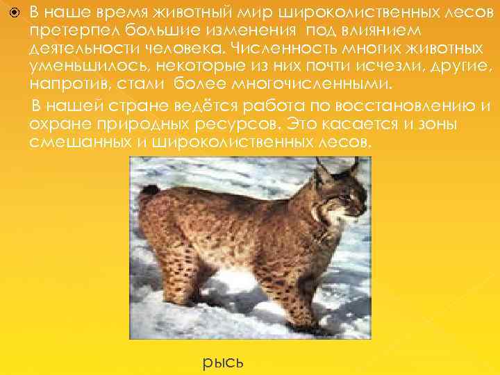  В наше время животный мир широколиственных лесов претерпел большие изменения под влиянием деятельности